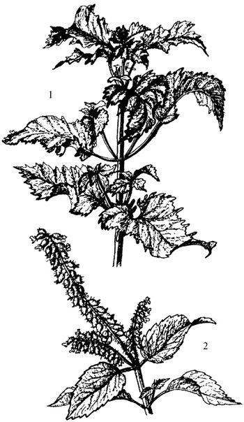 Иллюстрация к книге — Кухня Робинзона. Рецепты блюд из дикорастущих растений и цветов [image223.jpg]