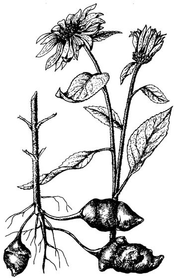 Иллюстрация к книге — Кухня Робинзона. Рецепты блюд из дикорастущих растений и цветов [image229.jpg]