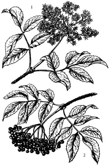 Иллюстрация к книге — Кухня Робинзона. Рецепты блюд из дикорастущих растений и цветов [image231.jpg]