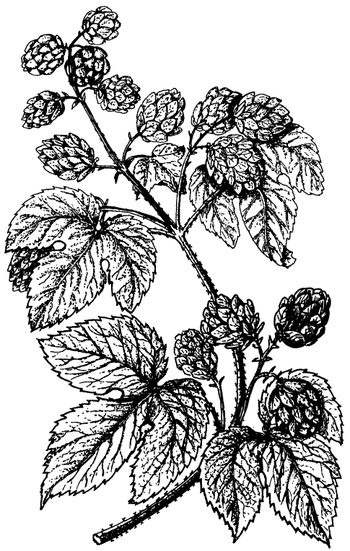 Иллюстрация к книге — Кухня Робинзона. Рецепты блюд из дикорастущих растений и цветов [image237.jpg]