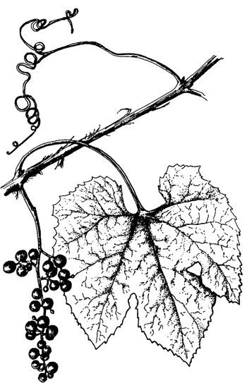 Иллюстрация к книге — Кухня Робинзона. Рецепты блюд из дикорастущих растений и цветов [image241.jpg]