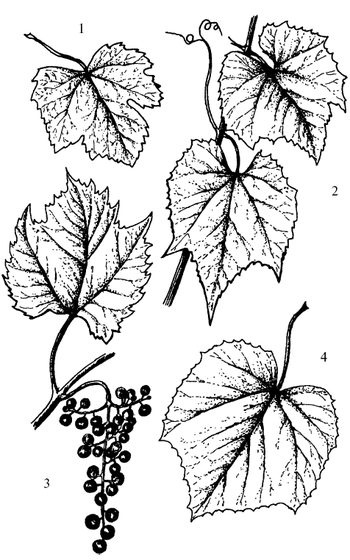 Иллюстрация к книге — Кухня Робинзона. Рецепты блюд из дикорастущих растений и цветов [image243.jpg]