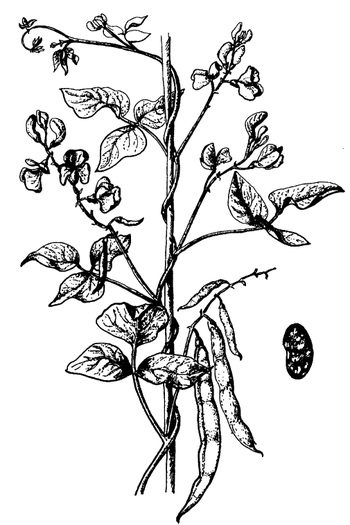 Иллюстрация к книге — Кухня Робинзона. Рецепты блюд из дикорастущих растений и цветов [image247.jpg]