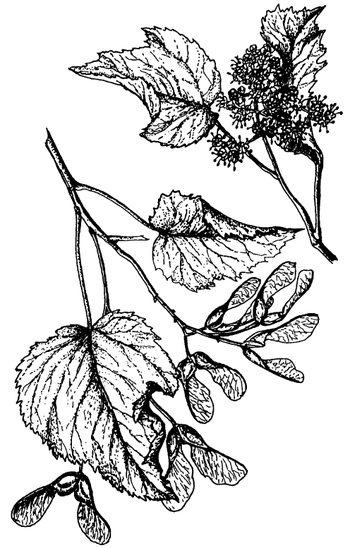 Иллюстрация к книге — Кухня Робинзона. Рецепты блюд из дикорастущих растений и цветов [image255.jpg]