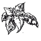 Иллюстрация к книге — 365 рецептов на каждый день [i_010.jpg]