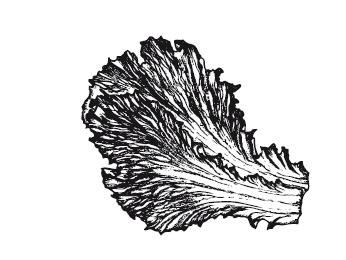 Иллюстрация к книге — 365 рецептов на каждый день [i_021.jpg]