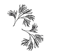 Иллюстрация к книге — 365 рецептов на каждый день [i_043.jpg]