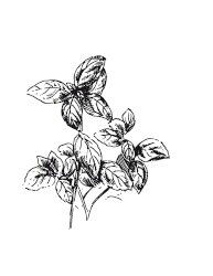 Иллюстрация к книге — 365 рецептов на каждый день [i_060.jpg]