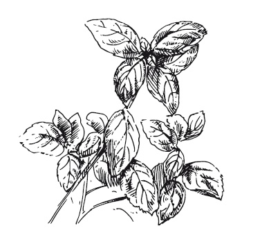 Иллюстрация к книге — 365 рецептов на каждый день [i_064.jpg]