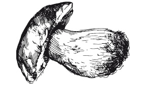 Иллюстрация к книге — 365 рецептов на каждый день [i_065.jpg]