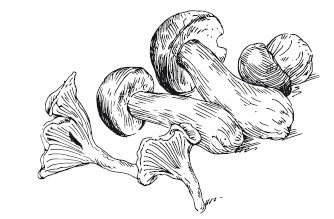 Иллюстрация к книге — 365 рецептов на каждый день [i_068.jpg]