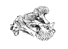 Иллюстрация к книге — 365 рецептов на каждый день [i_078.jpg]