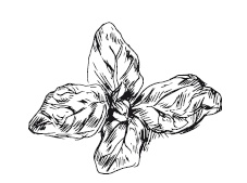 Иллюстрация к книге — 365 рецептов на каждый день [i_095.jpg]