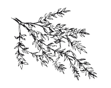 Иллюстрация к книге — 365 рецептов на каждый день [i_108.jpg]