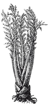 Иллюстрация к книге — 365 рецептов на каждый день [i_135.jpg]