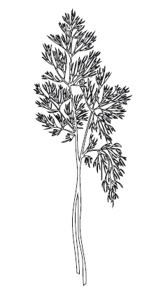 Иллюстрация к книге — 365 рецептов на каждый день [i_142.jpg]