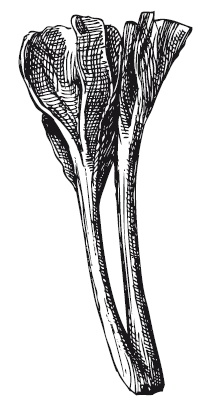 Иллюстрация к книге — 365 рецептов на каждый день [i_169.jpg]