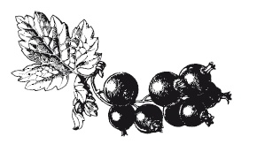 Иллюстрация к книге — 365 рецептов на каждый день [i_174.jpg]