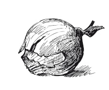 Иллюстрация к книге — 365 рецептов на каждый день [i_229.jpg]