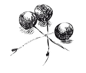 Иллюстрация к книге — 365 рецептов на каждый день [i_249.jpg]