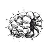 Иллюстрация к книге — 365 рецептов на каждый день [i_277.jpg]