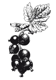 Иллюстрация к книге — 365 рецептов на каждый день [i_283.jpg]