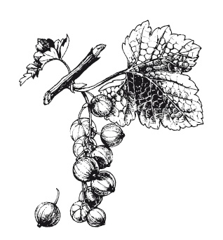 Иллюстрация к книге — 365 рецептов на каждый день [i_309.jpg]