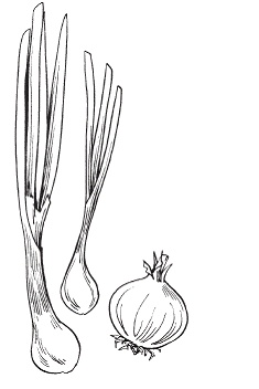 Иллюстрация к книге — Все о специях [i_002.jpg]