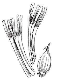 Иллюстрация к книге — Все о специях [i_003.jpg]