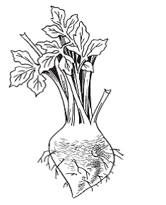 Иллюстрация к книге — Все о специях [i_007.jpg]