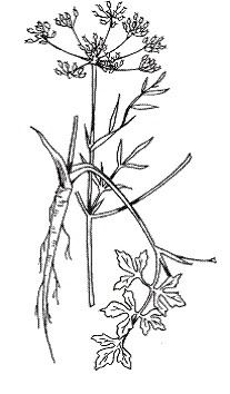 Иллюстрация к книге — Все о специях [i_008.jpg]