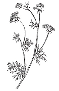 Иллюстрация к книге — Все о специях [i_011.jpg]