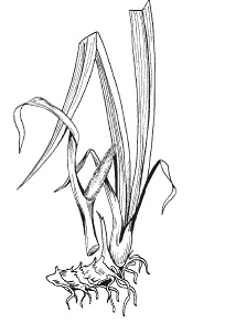 Иллюстрация к книге — Все о специях [i_012.jpg]