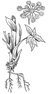 Иллюстрация к книге — Все о специях [i_013.jpg]