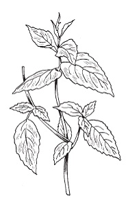 Иллюстрация к книге — Все о специях [i_015.jpg]