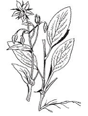 Иллюстрация к книге — Все о специях [i_018.jpg]