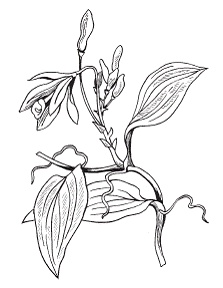 Иллюстрация к книге — Все о специях [i_019.jpg]