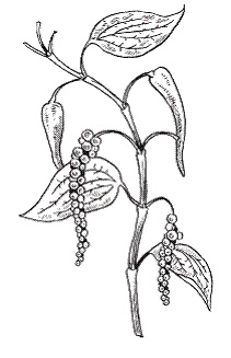 Иллюстрация к книге — Все о специях [i_026.jpg]