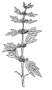 Иллюстрация к книге — Все о специях [i_028.jpg]