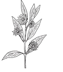 Иллюстрация к книге — Все о специях [i_029.jpg]