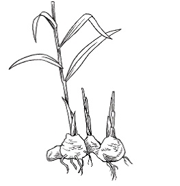 Иллюстрация к книге — Все о специях [i_030.jpg]