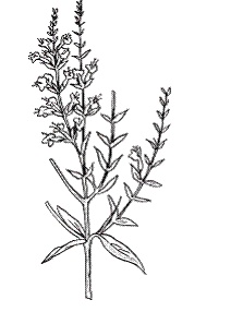 Иллюстрация к книге — Все о специях [i_031.jpg]