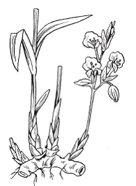 Иллюстрация к книге — Все о специях [i_032.jpg]