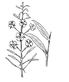 Иллюстрация к книге — Все о специях [i_034.jpg]