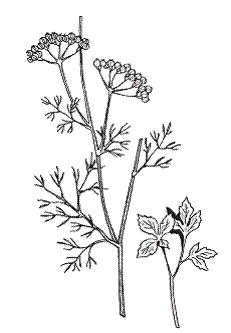 Иллюстрация к книге — Все о специях [i_035.jpg]