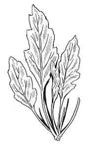 Иллюстрация к книге — Все о специях [i_037.jpg]