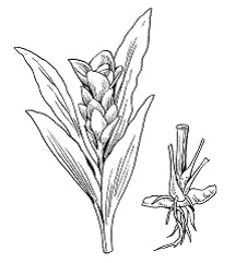 Иллюстрация к книге — Все о специях [i_039.jpg]