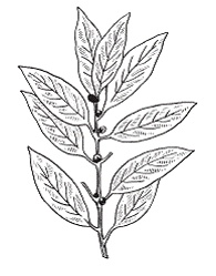 Иллюстрация к книге — Все о специях [i_040.jpg]