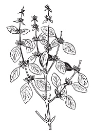 Иллюстрация к книге — Все о специях [i_041.jpg]