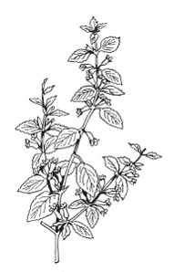 Иллюстрация к книге — Все о специях [i_044.jpg]